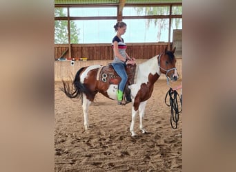 Paint-häst, Valack, 4 år, 148 cm, Tobiano-skäck-alla-färger