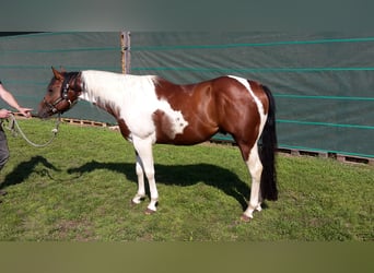 Paint-häst, Valack, 4 år, 148 cm, Tobiano-skäck-alla-färger