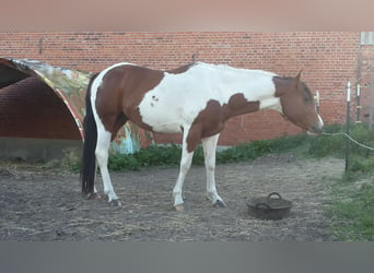 Paint-häst, Valack, 4 år, 148 cm, Tobiano-skäck-alla-färger
