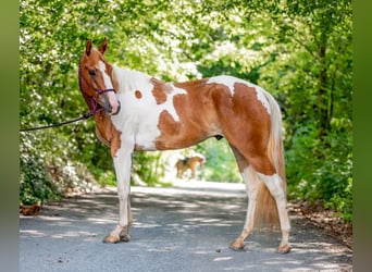Paint-häst, Valack, 4 år, 152 cm, Palomino