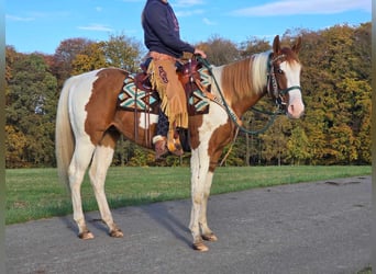 Paint Horse, Wallach, 4 Jahre, 152 cm, Schecke