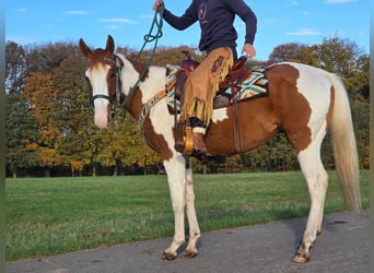 Paint Horse, Wallach, 4 Jahre, 152 cm, Schecke