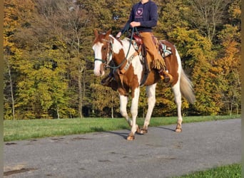 Paint Horse, Wallach, 4 Jahre, 152 cm, Schecke