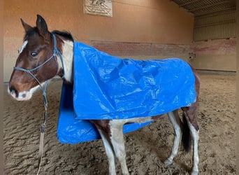 Paint-häst, Valack, 4 år, 152 cm, Pinto