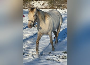 Paint-häst, Valack, 4 år, 153 cm, Champagne