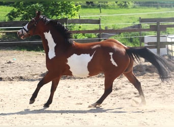 Paint-häst, Valack, 4 år, 153 cm, Overo-skäck-alla-färger