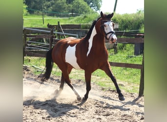 Paint-häst, Valack, 4 år, 153 cm, Overo-skäck-alla-färger