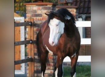 Paint Horse Blandning, Wallach, 4 Jahre, 155 cm, Tovero-alle-Farben