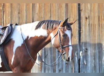 Paint-häst, Valack, 4 år, 170 cm, Tobiano-skäck-alla-färger