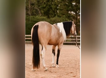 Paint-häst, Valack, 4 år, Gulbrun