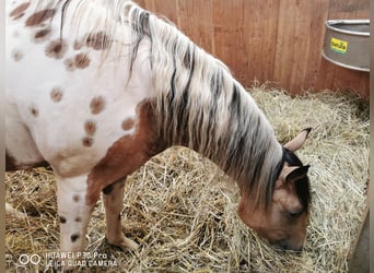 Paint-häst Blandning, Valack, 4 år, Gulbrun