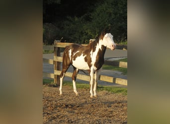 Paint-häst, Valack, 5 år, 145 cm, Overo-skäck-alla-färger