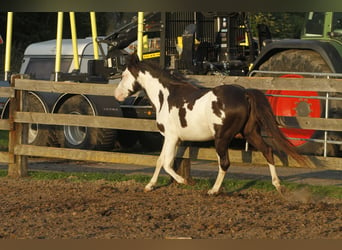 Paint-häst, Valack, 5 år, 145 cm, Overo-skäck-alla-färger