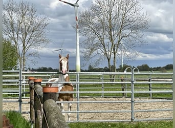 Paint-häst, Valack, 5 år, 145 cm, Tobiano-skäck-alla-färger