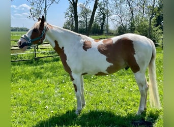Paint-häst, Valack, 5 år, 145 cm, Tobiano-skäck-alla-färger