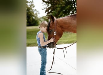 Paint-häst, Valack, 5 år, 147 cm, Pinto