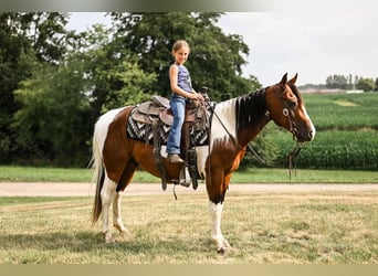 Paint-häst, Valack, 5 år, 147 cm, Pinto