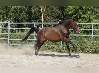 Paint Horse, Wallach, 5 Jahre, 150 cm, Dunkelbrauner