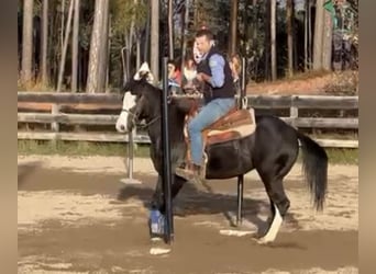 Paint-häst, Valack, 5 år, 150 cm, Svart