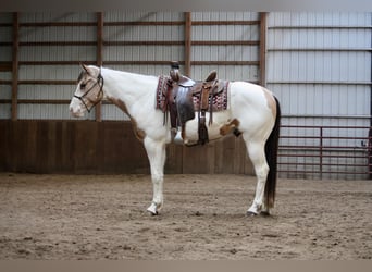 Paint-häst, Valack, 5 år, 152 cm, Gulbrun