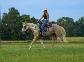 Paint-häst, Valack, 5 år, 152 cm, Palomino