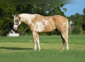 Paint-häst, Valack, 5 år, 152 cm, Palomino