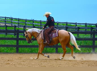 Paint-häst, Valack, 5 år, 152 cm, Palomino