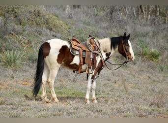 Paint-häst, Valack, 5 år, 155 cm, Tobiano-skäck-alla-färger