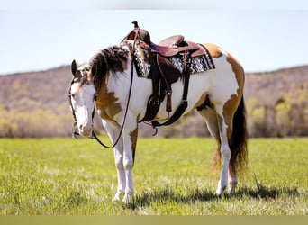 Paint-häst, Valack, 5 år, 160 cm, Overo-skäck-alla-färger