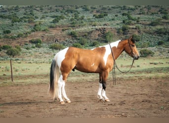 Paint-häst, Valack, 5 år, Gulbrun