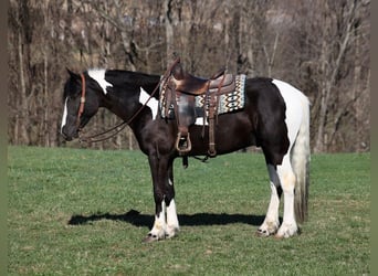 Paint-häst, Valack, 5 år, Tobiano-skäck-alla-färger