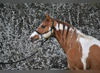 Paint-häst, Valack, 6 år, 140 cm, Tobiano-skäck-alla-färger