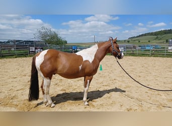 Paint-häst, Valack, 6 år, 140 cm, Tobiano-skäck-alla-färger