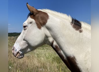 Paint-häst, Valack, 6 år, 145 cm, Tobiano-skäck-alla-färger