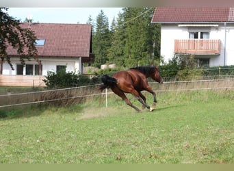 Paint-häst, Valack, 6 år, 147 cm, Overo-skäck-alla-färger