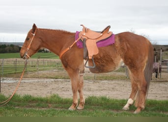 Paint-häst, Valack, 6 år, 150 cm, fux
