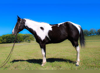Paint-häst, Valack, 6 år, 150 cm, Svart