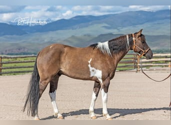 Paint-häst, Valack, 6 år, 152 cm, Black