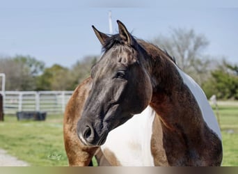 Paint-häst, Valack, 6 år, 152 cm, Black