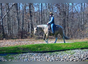 Paint-häst, Valack, 6 år, 152 cm, Gulbrun