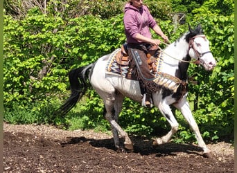 Paint-häst, Valack, 6 år, 152 cm, Pinto