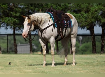 Paint-häst, Valack, 6 år, 152 cm, Pinto