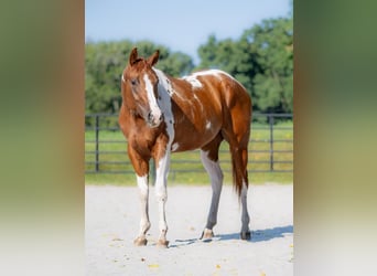 Paint-häst, Valack, 6 år, 152 cm, Tobiano-skäck-alla-färger