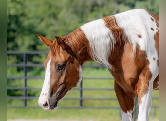 Paint-häst, Valack, 6 år, 152 cm, Tobiano-skäck-alla-färger