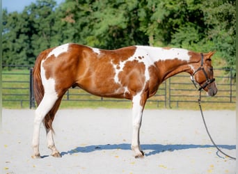 Paint-häst, Valack, 6 år, 152 cm, Tobiano-skäck-alla-färger