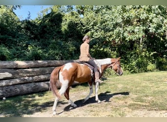 Paint-häst, Valack, 6 år, 152 cm, Tobiano-skäck-alla-färger