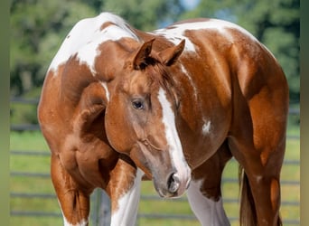 Paint-häst, Valack, 6 år, 152 cm, Tobiano-skäck-alla-färger