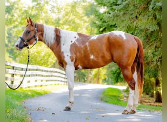 Paint-häst, Valack, 6 år, 152 cm, Tobiano-skäck-alla-färger