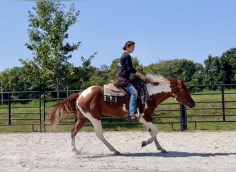 Paint-häst, Valack, 6 år, 152 cm, Tobiano-skäck-alla-färger