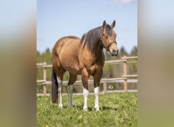 Paint-häst, Valack, 6 år, 153 cm, Tobiano-skäck-alla-färger